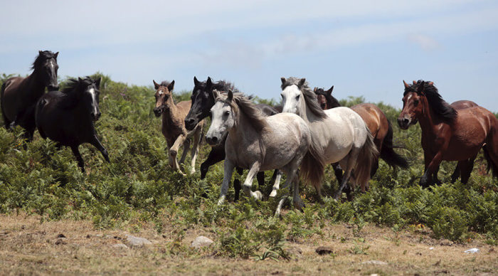 Wild horses.