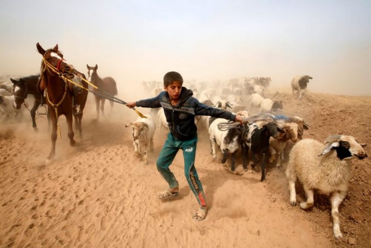 A displaced Iraqi boy leads his animals to safety after escaping from Islamic State controlled village of Abu Jarboa during clashes with IS militants near Mosul, Iraq, Oct. 25, 2016.