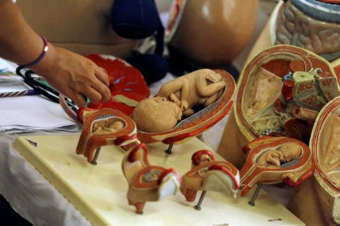 Midwives use medical models during a training at Central Women's Hospital in Yangon, Myanmar, March 17, 2017.