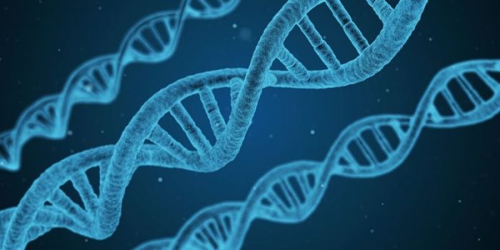 A rendered image of the double-stranded helixes of several spans of Deoxy-Ribonucleic Acid (DNA).