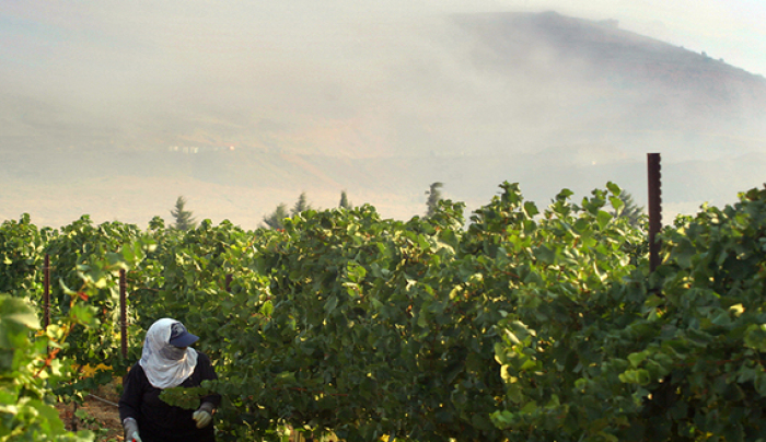 A worker walks through the vineyard of the Golan Heights Winery in the northern Israeli village of Merom in this undated photo.