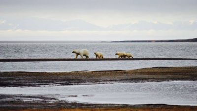 Polar bears