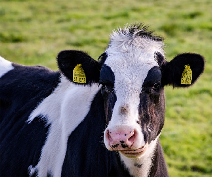 A cow similar to this one, except dead and stuff, is currently on display hanging from a ceiling of a restaurant in Adelaide, Australia.