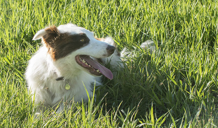 That stray dog is 'Pluto' who comes out of nowhere and quickly makes himself at home with the Davis family.