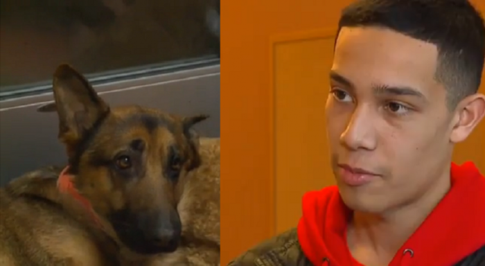 Two-year-old hero German Shepherd, Rex (L), took three bullets while defending the life of its owner Javier Mercado, 16 (R).