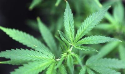 Marijuana plants for sale at the Canna Pi medical marijuana dispensary in Seattle, Washington