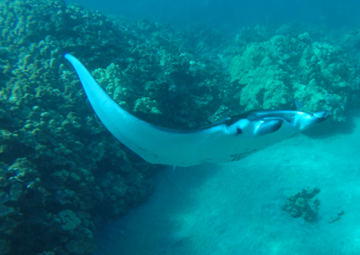 A manta ray swims over coral-smothered rocks in a remote area of the Hawaiian Islands.