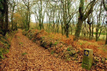 A yellow scallop mark guides pilgrims along one of the Camino de Santiago paths.