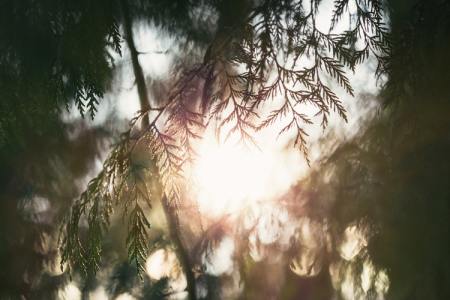 Sunlight peaks through the branches of a cedar tree