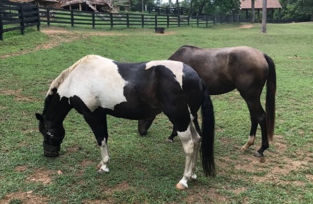 Horses graze on pasture.