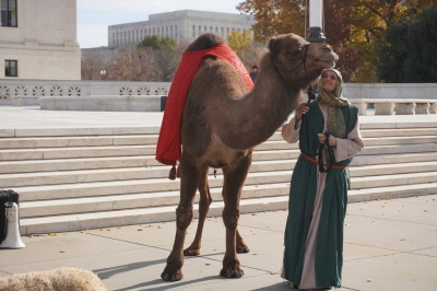 A woman holds camel during a live nativity scene at the U.S. Supreme Court Building in Washington, D.C. on Thursday, Dec. 2, 2021.