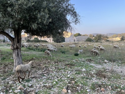 Sheep graze in the ruins of the ancient city of Patara in Antalya Province, Turkey where St. Nicholas was born around 270 A.D.