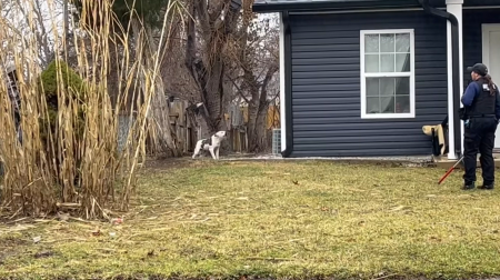 An Indianapolis Animal Care Services worker corners one of three pit bulls suspected of fatally attacking Pastor William Mundine on January 30, 2023.