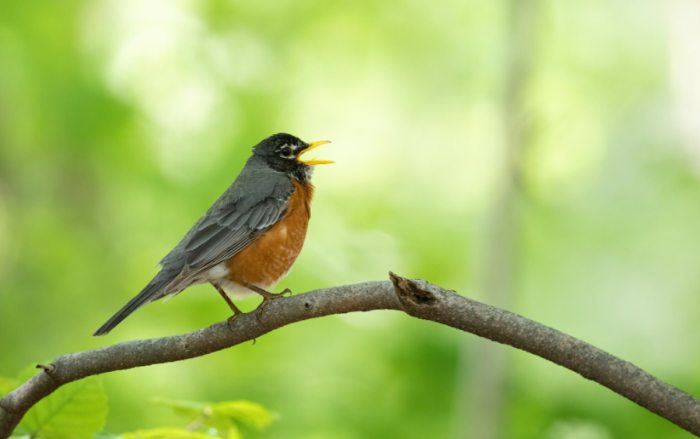 An American Robin. 