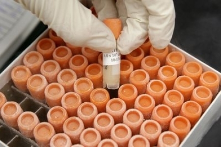 In this Oct. 22, 2008 file photo, research associate Crystal Pacutin pulls a frozen vial of human embryonic stem cells at the University of Michigan Center for Human Embryonic Stem Cell Research Laboratory in Ann Arbor, Mich. An appeals court gave short-term approval Thursday for continuing federal funding of embryonic stem cell research.