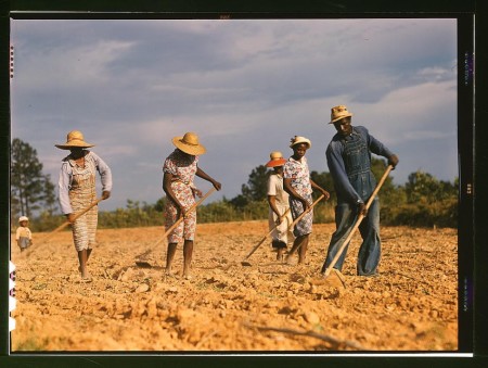 Day laborers cultivating the land, near Clarksdale, Miss. 1939 Nov.