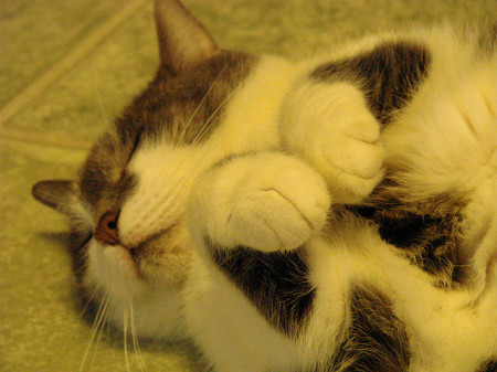 Credit : (Photo: Flickr/lovecatz - Creative Commons)