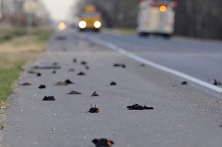 Thousands of black birds fell dead from sky in Arkansas on New Year's Eve 2010.