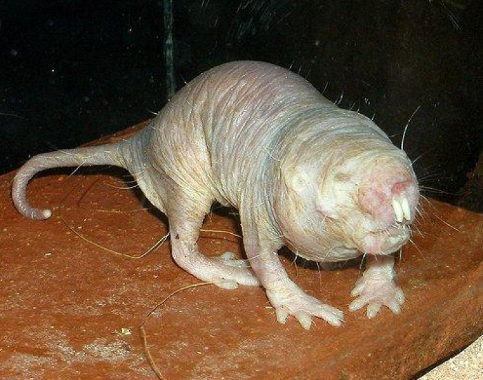 A naked mole rat