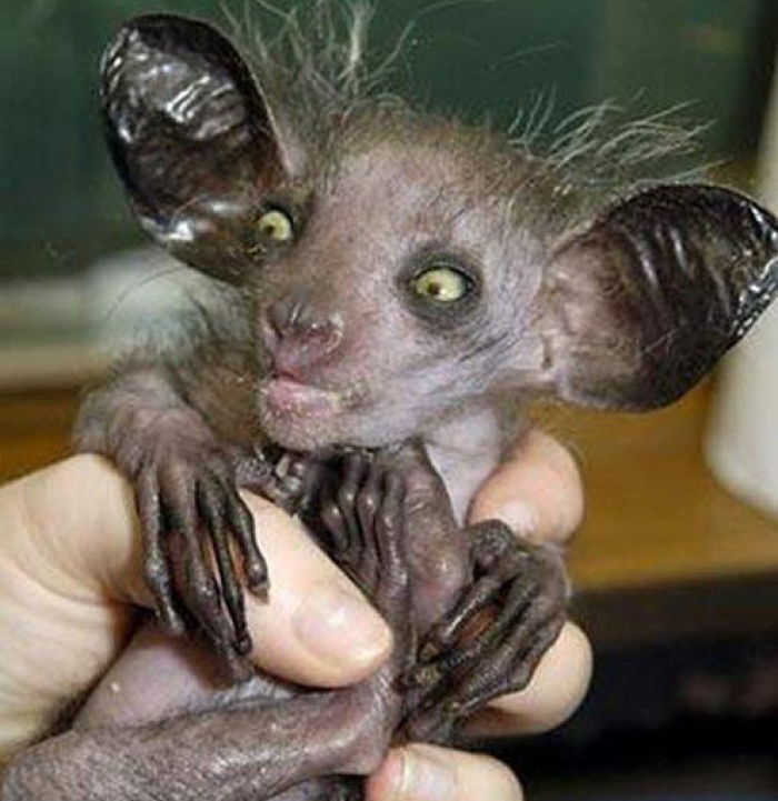 An Aye-aye