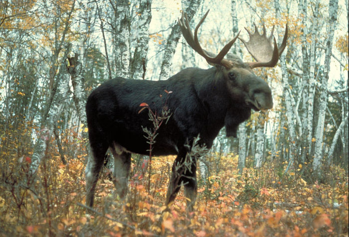 A moose is seen here in Superior National Forest, Minnesota, USA in this file photo.