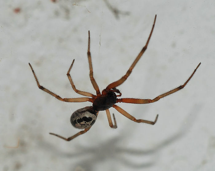 False Widow Spider