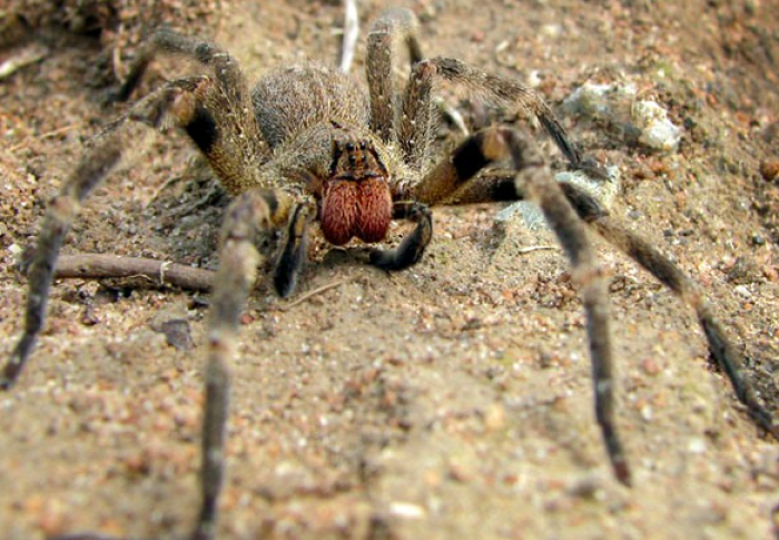 A Banana Spider is seen in this file photo.