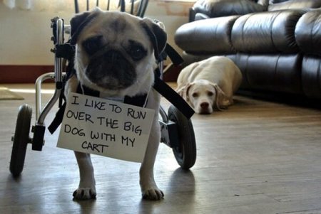 Credit : (Photo: via dogshaming.com)