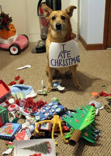 Credit : (Photo: via dogshaming.com)