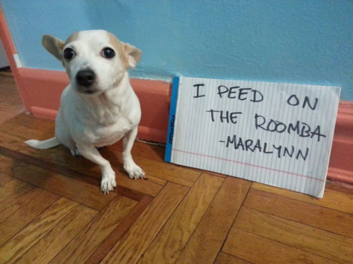 Credit : (Photo: via dogshaming.com)