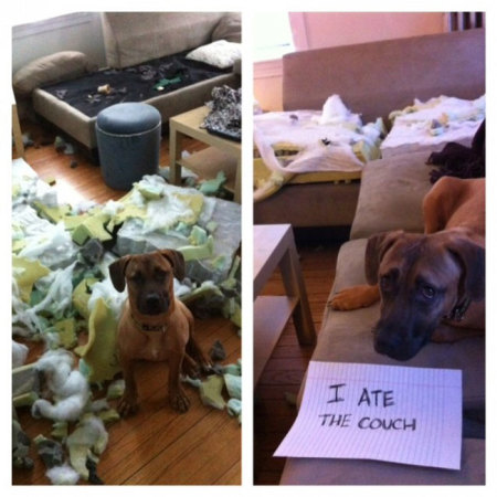 Credit : (Photo: via dogshaming.com)