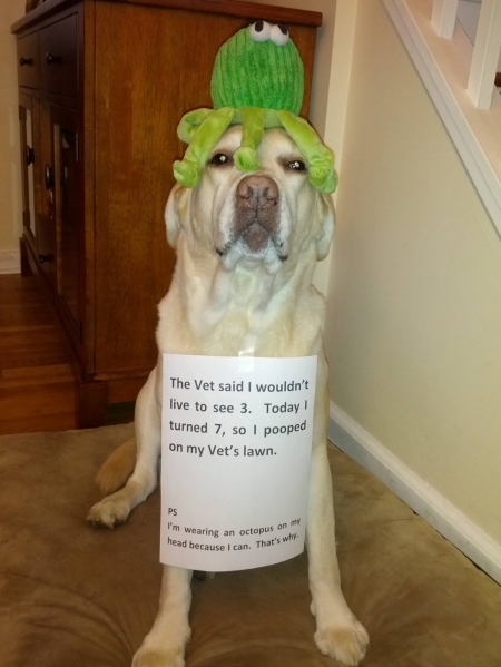 Credit : (Photo: via dogshaming.com)