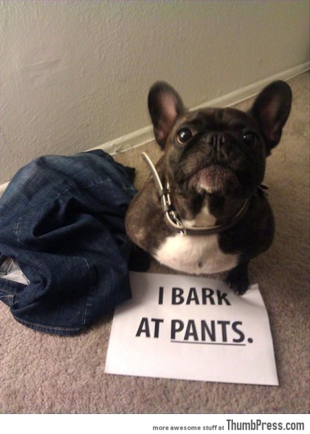 Credit : (Photo: via dogshaming.com)