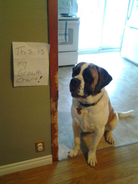 Credit : (Photo: via dogshaming.com)