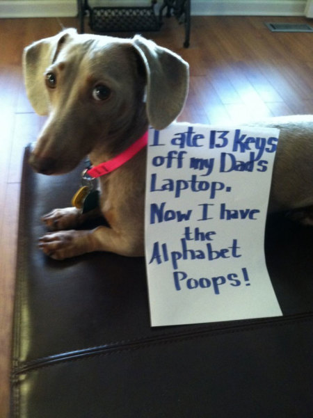 Credit : (Photo: via dogshaming.com)