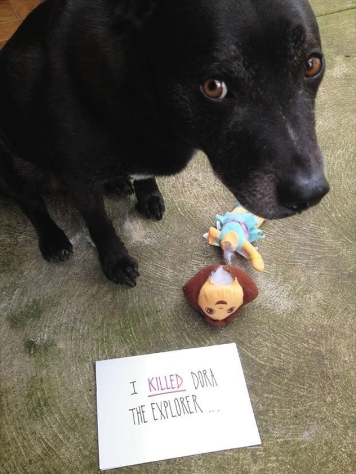 Credit : (Photo: via dogshaming.com)