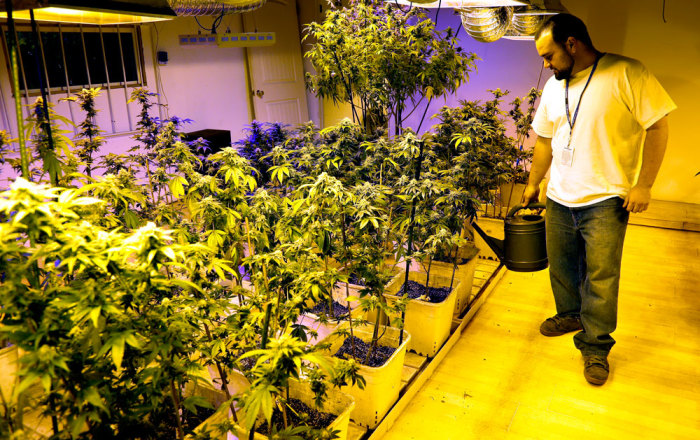 Joe Rey, a grower at 3D Cannabis Center, waters marijuana plants at the company facility in Denver December 31, 2013. Proprietors of the first marijuana retailers licensed to sell pot for recreational use in Colorado, including 3D, were busy rolling joints and stocking shelves with their leafy merchandise on Tuesday, ahead of a New Year's Day grand opening that marks a new chapter in America's drug culture.