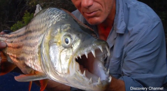 An African tigerfish.