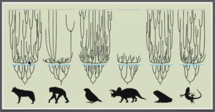 Ken Ham, founding president and CEO of Answers in Genesis, displayed this graphic to illustrate his idea of the 'Creation Orchard,' at The Creation Museum for Tuesday's debate with Bill Nye.