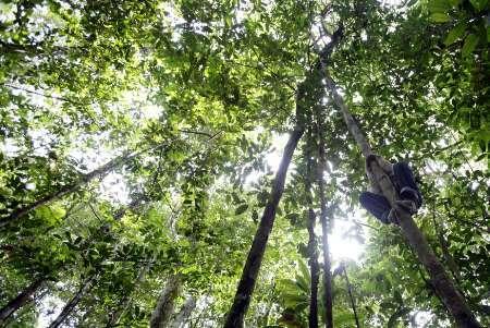 Osmar Barbosa Ferreira climbs the tree to collect plants in Sao Sebastiao de Cuieiras near the Cuieiras river in the Brazil's Amazon rain forest October 30, 2009. Finding the right material is no easy task in the world's largest rain forest that can have up to 400 species of trees and many more plants in a 2.5-acre (1-hectare) area, and in a country where suspicion of outside involvement in the Amazon runs strong.Picture taken on October 30, 2009. To match feature