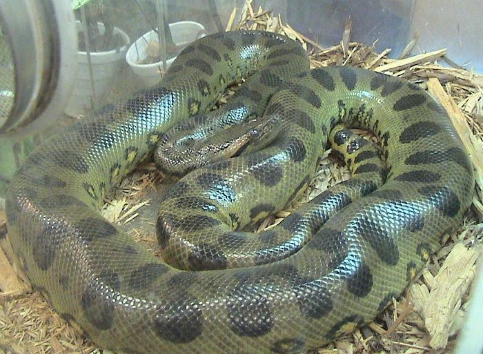 A 14-foot green anaconda.