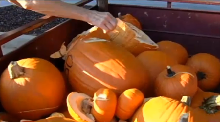 Destroyed pumpkins at St. Matthew's Episcopal Church, Spartanburg, South Carolina, September 30, 2014.