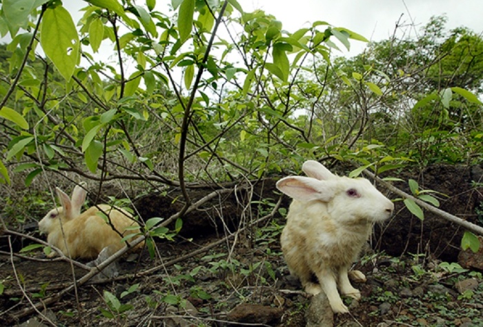 Rabbits, pictured above, have become the newest face of marijuana addiction in Utah.