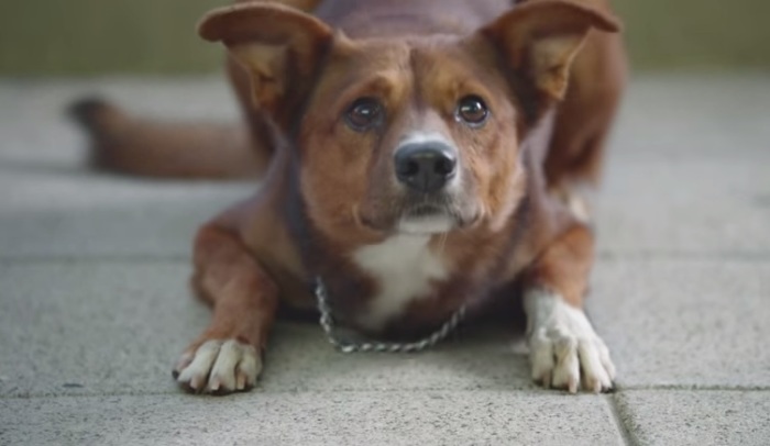 Credit : A screenshot capture of a dog waiting on its owner.