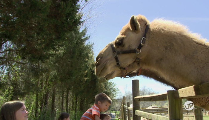 The Bates family of UP's television series 'Bringing Up Bates' pays a visit to the zoo.