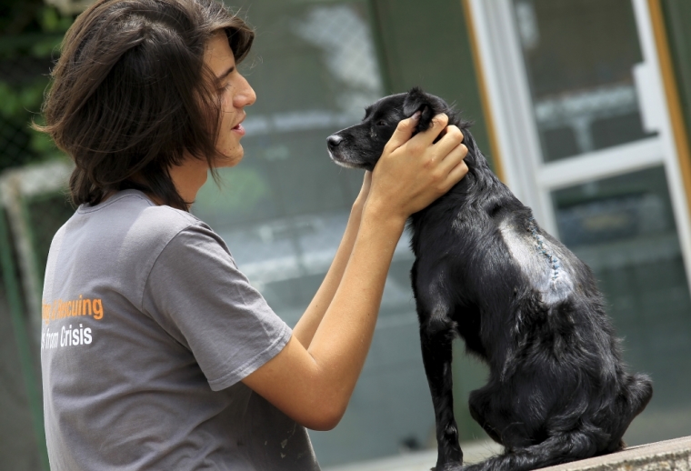 A worker cares for a rescued dog at the Animal Rescue Asis in San Rafael de Heredia May 21, 2015. The National Animal Health Service the Ministry of Environment and Energy have joined forces with the Humane Society International to support animal welfare programs, following the increase in violence who are suffering pets and wildlife in the country. Costa Rica has a bill that penalizes animal abuse that has been stalled in Congress, according to local media.