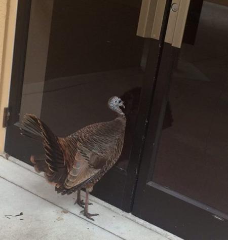 Turkey seeks sanctuary at St. Luke's United Methodist Church in Orlando, Florida.