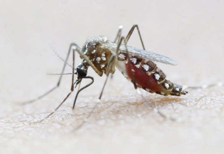 An Aedes Aegypti mosquito seen on a human hand in a lab of the International Training and Medical Research Training Center in Cali, Colombia, February 2, 2016.