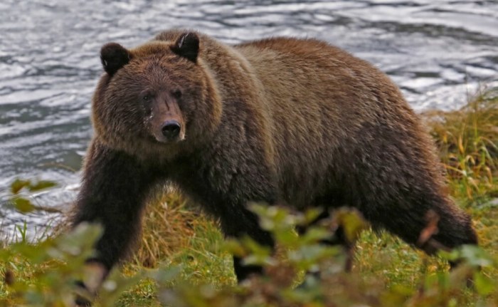 A coastal brown bear walks along the banks of the Chilkoot River near Haines, Alaska, October 7, 2014.