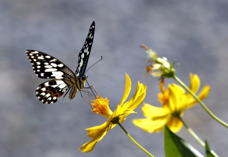 A butterfly rests on a flower in Nakhon Sawan province, north of Bangkok, Thailand, November 13, 2015.